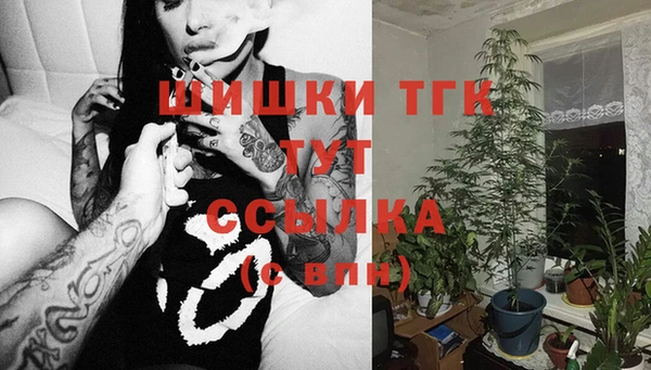 сатива Карпинск